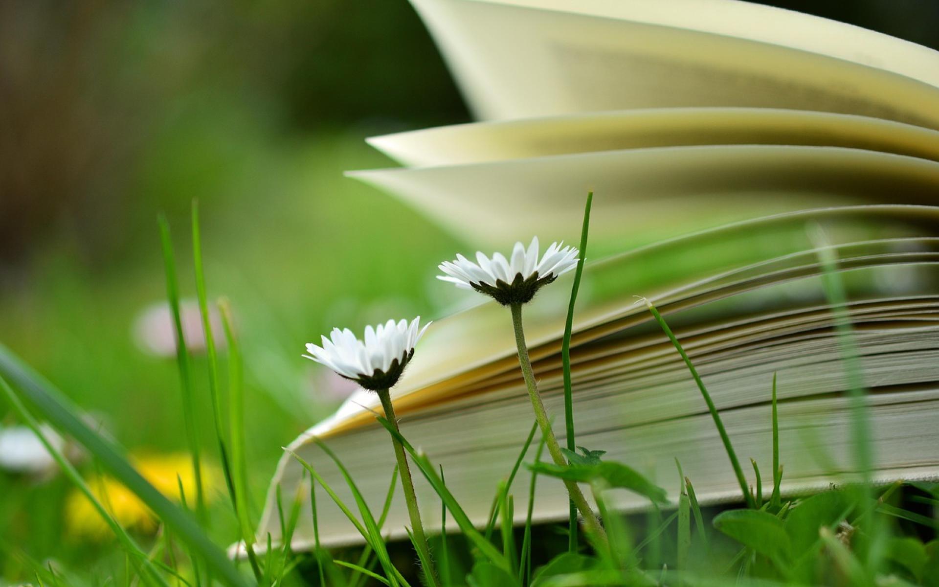 Buch Sommer